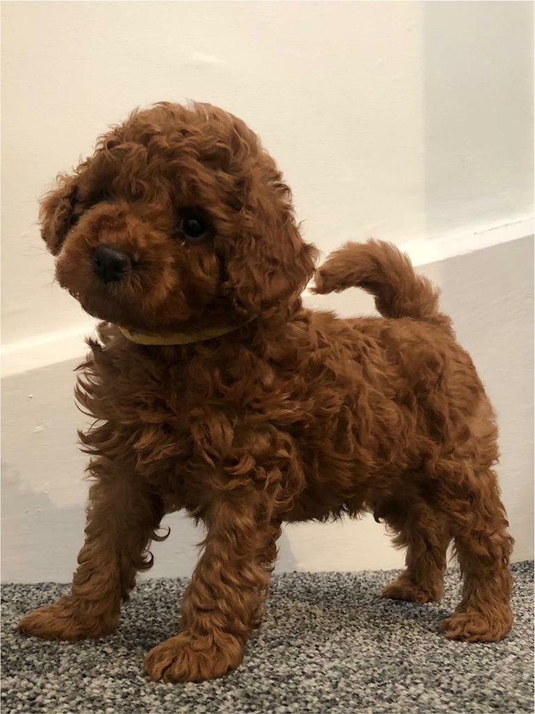 brown cockapoo teddy